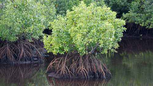 Discover Can Gio Mangrove Forest