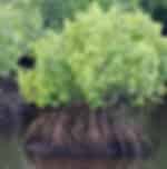 Discover Can Gio Mangrove Forest