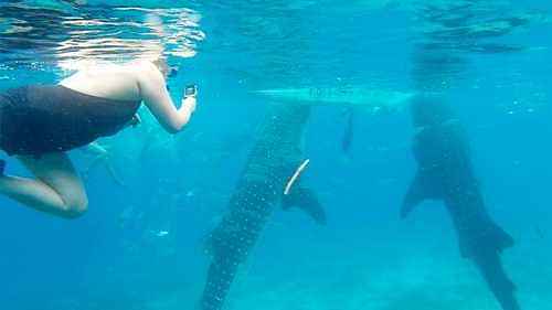 Oslob Whale Shark Encounter & Aguinid Falls Tour