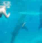 Oslob Whale Shark Encounter & Aguinid Falls Tour