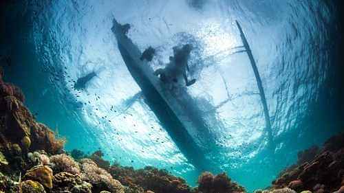 Whale Shark Watching Adventure in Oslob