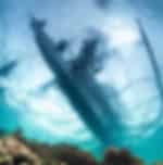 Whale Shark Watching Adventure in Oslob