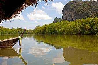 Ao Luk Mangroves