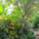 Pha Tad Ke Botanical Garden