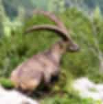 Visit Alpen wildpark am Harder