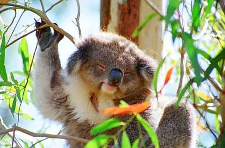 Phillip Island: Penguins, Koalas and Kangaroos Day Tour