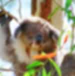 Phillip Island: Penguins, Koalas and Kangaroos Day Tour