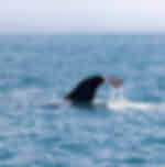 Dolphin Encounter Swimming experience - Up-close introduction to marine mammals
