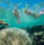 Great Barrier Reef snorkeling cruise from Cairns