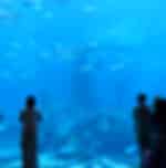 Lost Chambers - Explore the Underwater World SIC ( operates only on Tue, Thurs, & Fri)