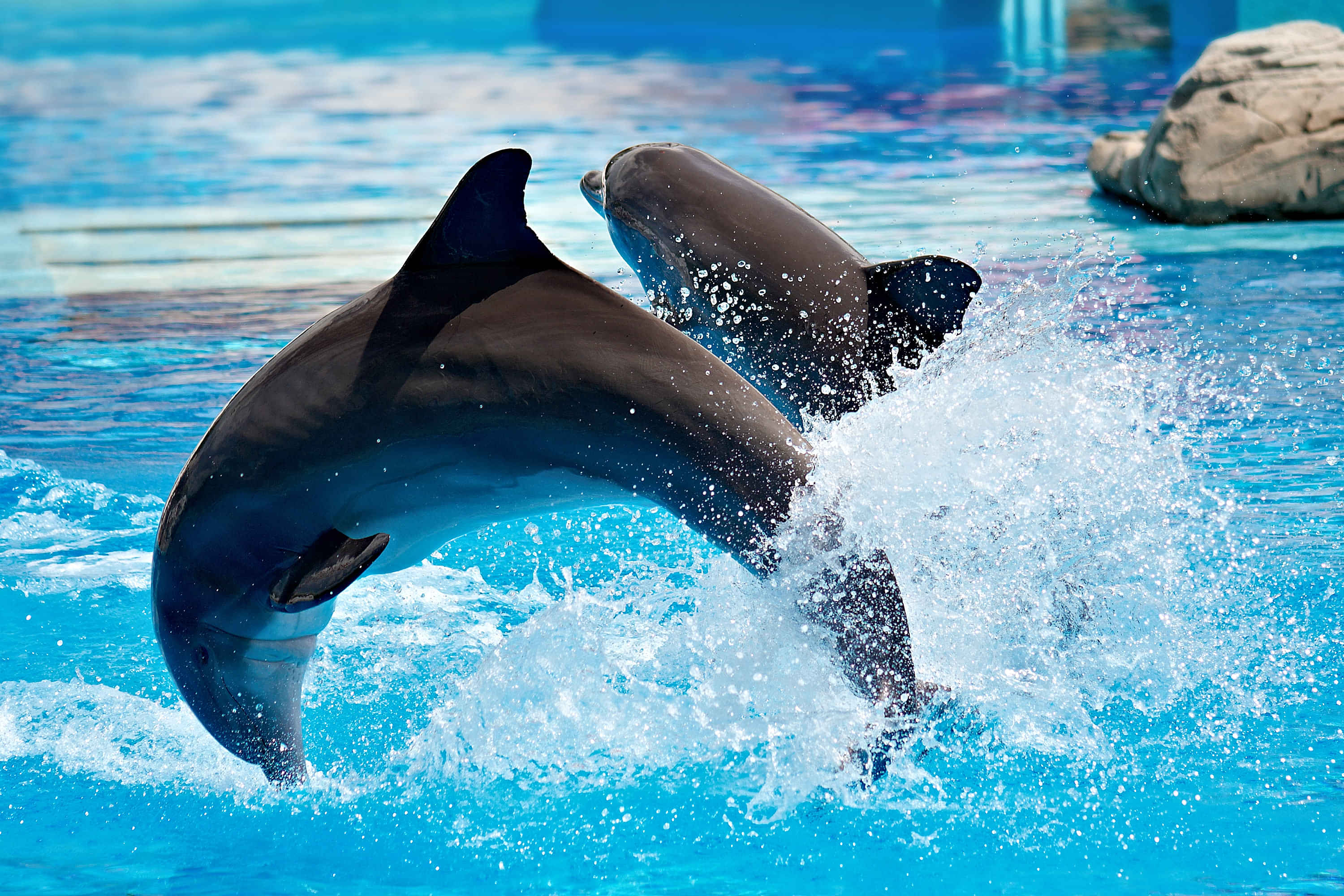 Watch an Incredible Dolphin & Seal Show at the Dubai Dolphinarium ( Regular Tickets ) with Private Transfers [ Operates on Mon, Wed & Fri ]