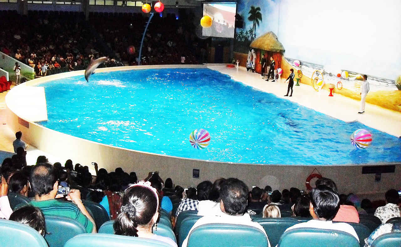 Watch an Incredible Dolphin & Seal Show at the Dubai Dolphinarium