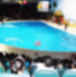 Watch an Incredible Dolphin & Seal Show at the Dubai Dolphinarium