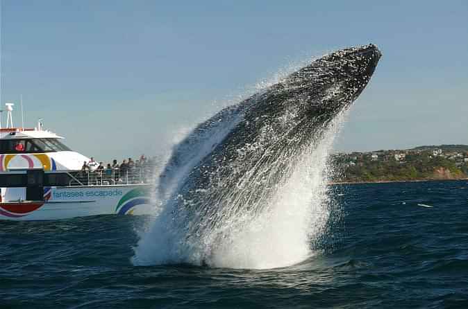 Whale watching cruise experience from Circular Quay whilst sailing across Sydney Harbour and past the Opera House 