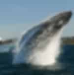 Whale watching cruise experience from Circular Quay whilst sailing across Sydney Harbour and past the Opera House