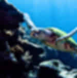 Discovering the underwater art and nuances of scuba diving in Phuket (Pickup from Hotel Area G1 only)