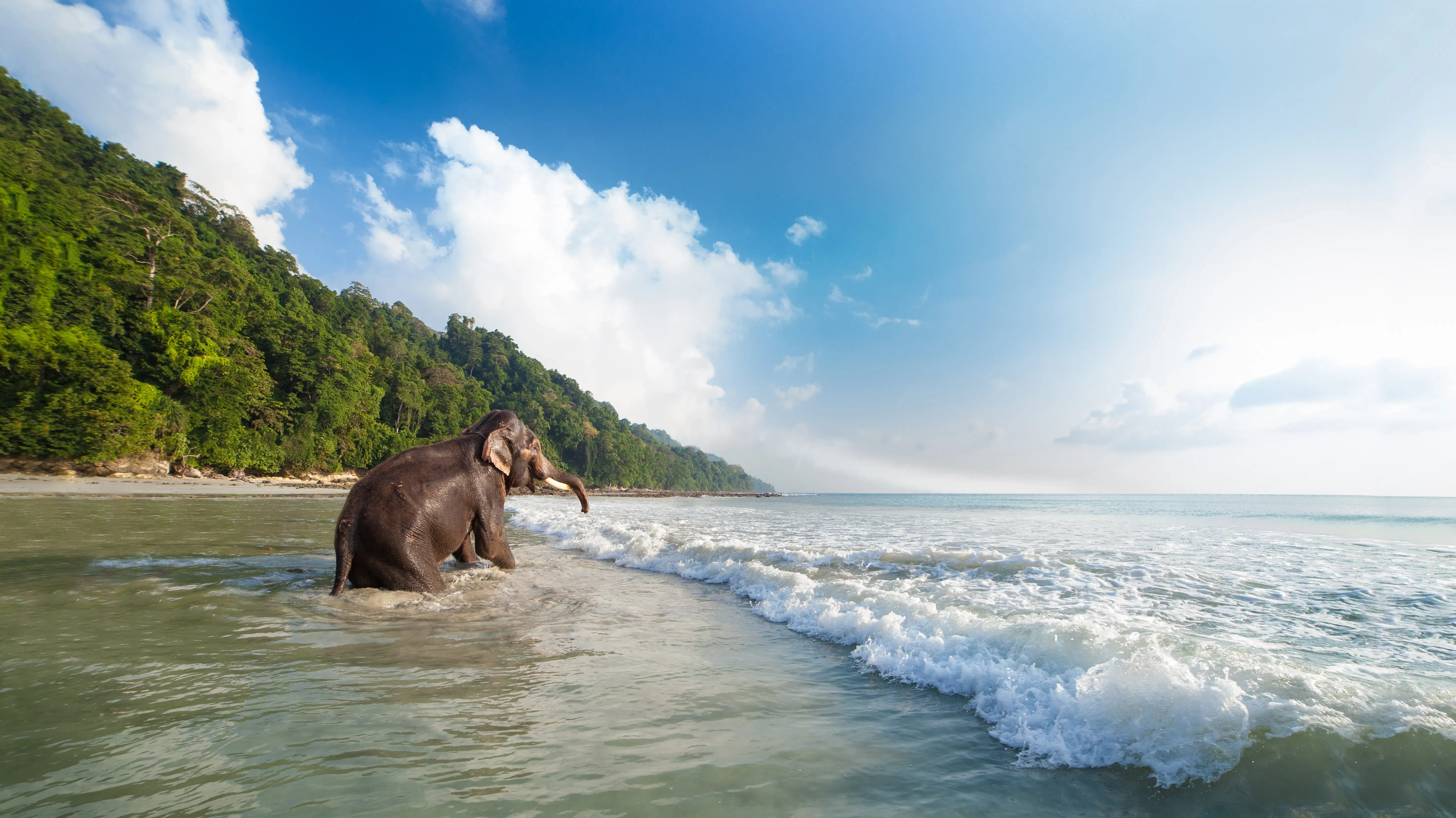 Elephant Beach tour with Complimentary Snorkeling