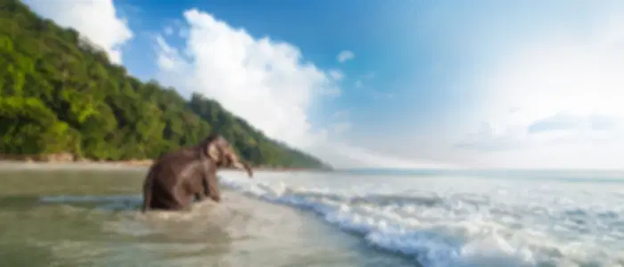 Elephant Beach tour with Complimentary Snorkeling
