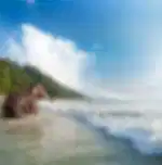 Elephant Beach tour with Complimentary Snorkeling