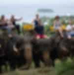 Phuket-Elephant Trekking 1 Hour. (Phuket) (Shared Transfer)- A3