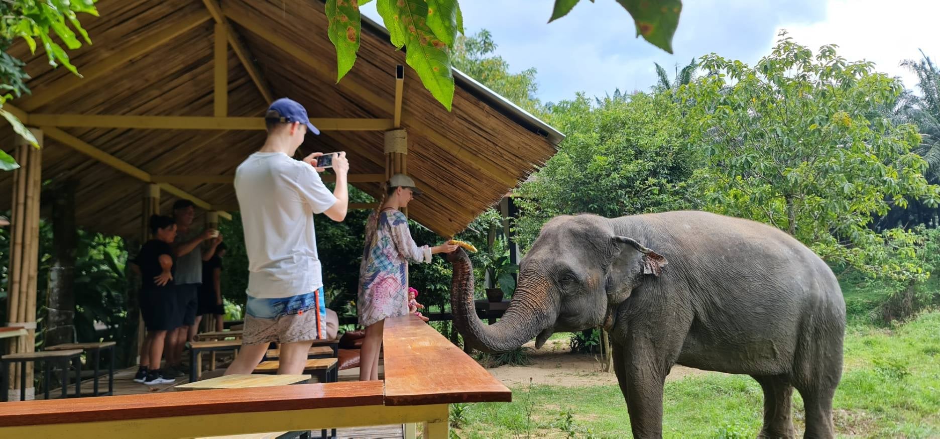 Krabi-Elephant Shelter - Feed Me Up (Entry with Shared Transfer)