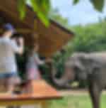 Krabi-Elephant Shelter - Feed Me Up (Entry with Shared Transfer)