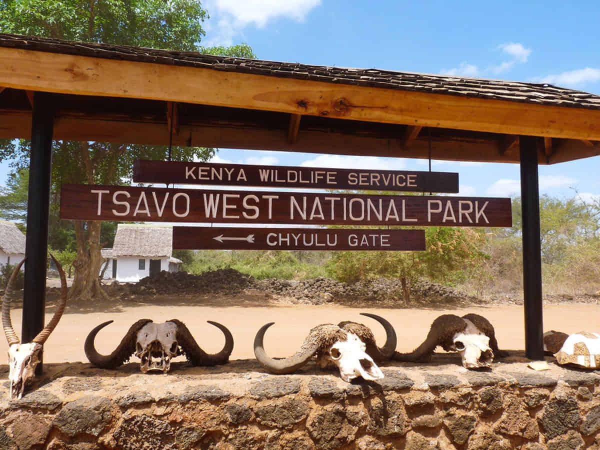 Full Day Safari Game Drives of Tsavo West National Park With Lunch