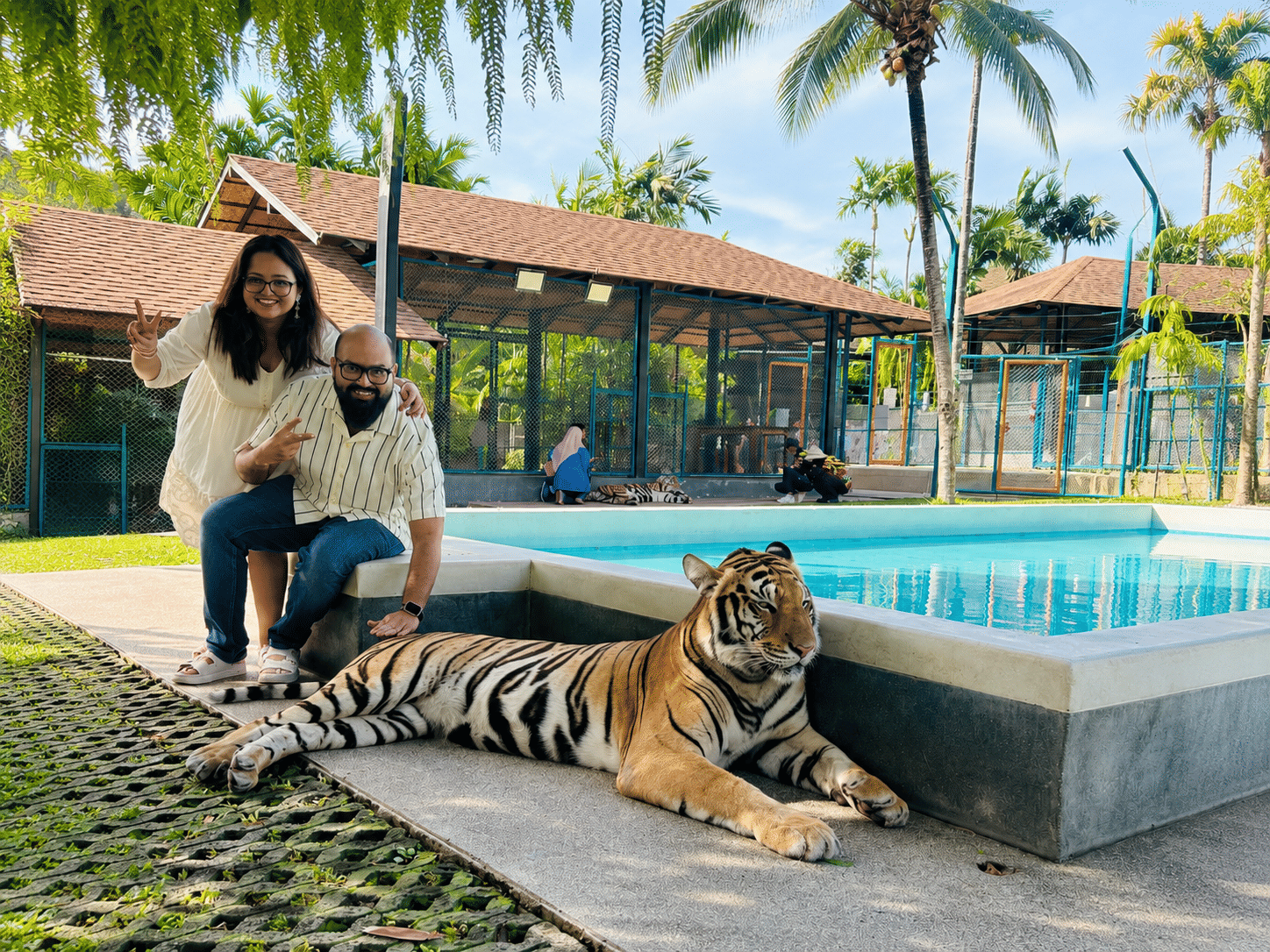 Phuket Combo 6 - Tiger Park (medium ticket) Dolphin Bay (Regular Seat) and Big Buddha with Shared Transfer