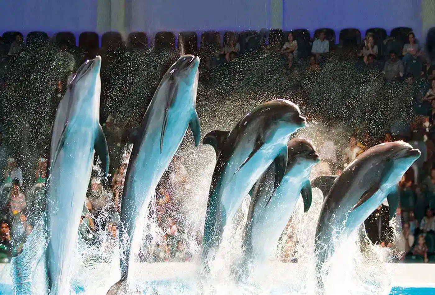 Dolphin and Seal Show