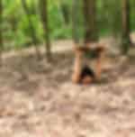 Saigon Half Day Cu Chi Tunnels Tour SIC WITH LUNCH