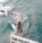 Adrenaline rush filled shark cage diving experience at Gansbaai
