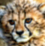 Heartwarming time out at the Cango Wildlife Ranch