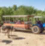 Safari Ostrich Farm - Tractor Safari