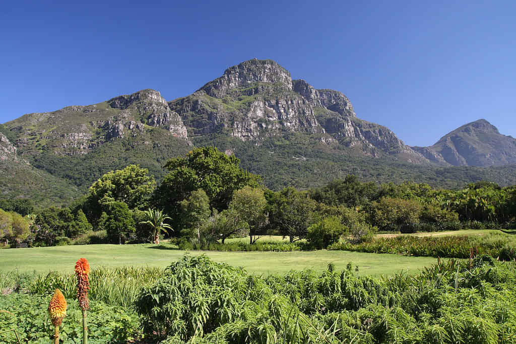 Experience thrill feels at Table mountain cable car & Kirstenbosch Botanical Gardens