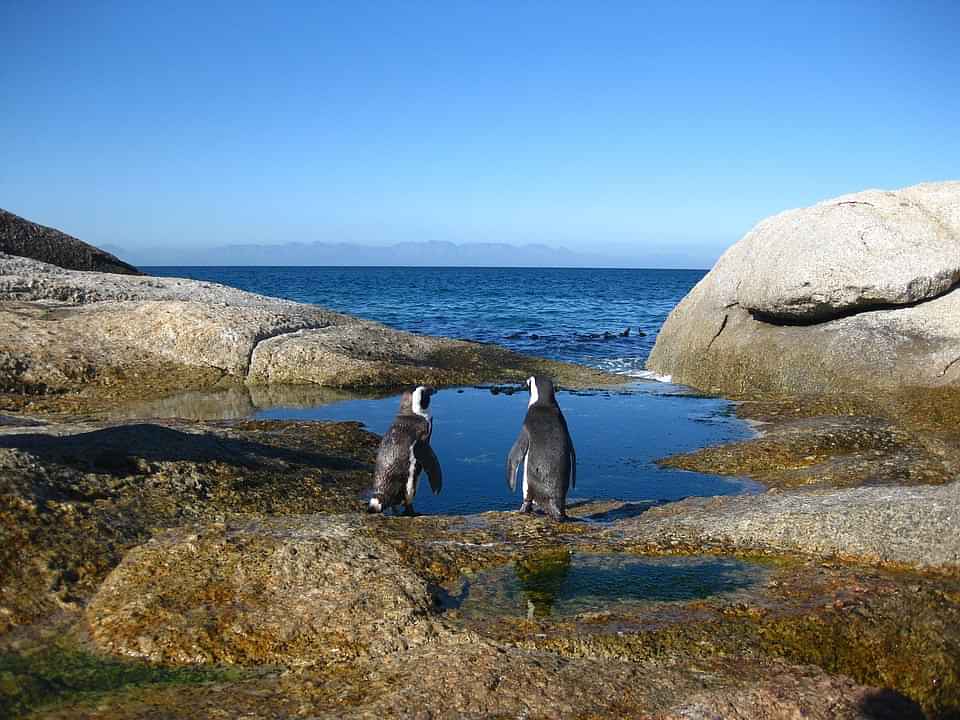 Experience the scenic beauty and natural landscapes during the Cape Peninsula tour from Cape Town