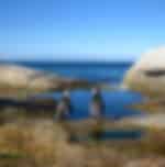 Experience the scenic beauty and natural landscapes during the Cape Peninsula tour from Cape Town