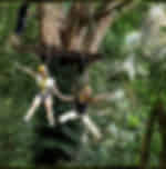 Flying Hanuman Adventures - The island beauty beyond the sea, sun and sand