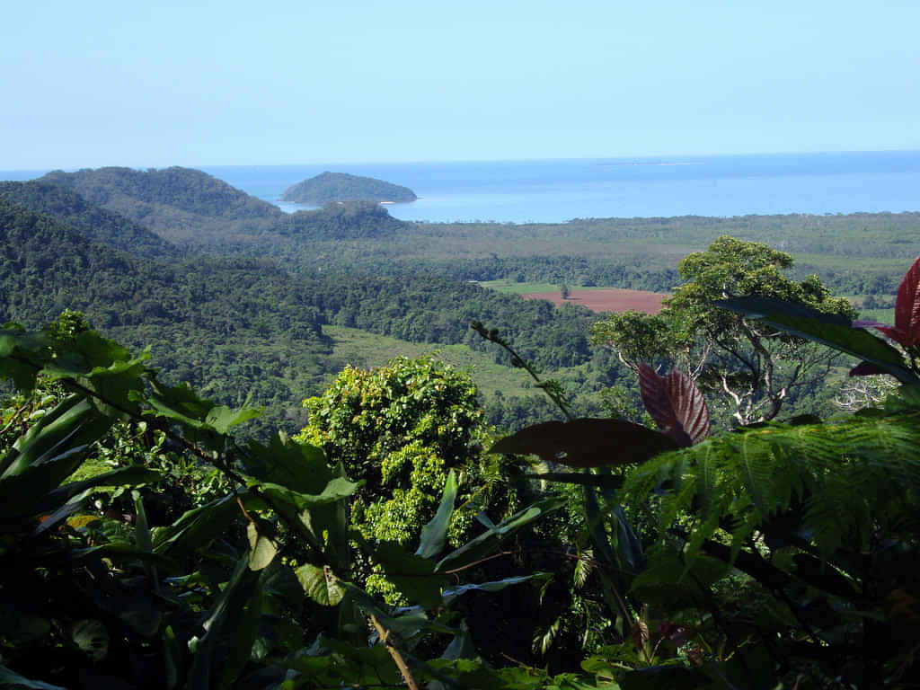 Cairns Explorations - Cape Tribulation, Mossman Gorge, and Daintree Rainforest Day Trip from Cairns