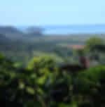 Cairns Explorations - Cape Tribulation, Mossman Gorge, and Daintree Rainforest Day Trip from Cairns