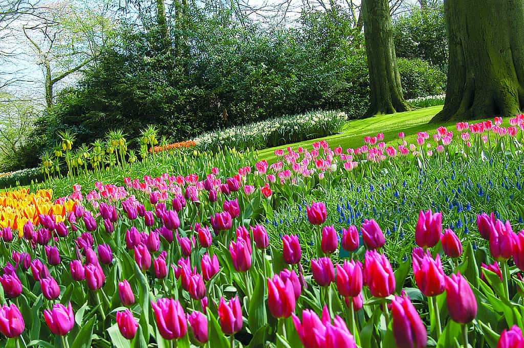 Keukenhof Gardens and Tulip Fields Tour from Amsterdam