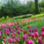 Keukenhof Gardens and Tulip Fields Tour from Amsterdam