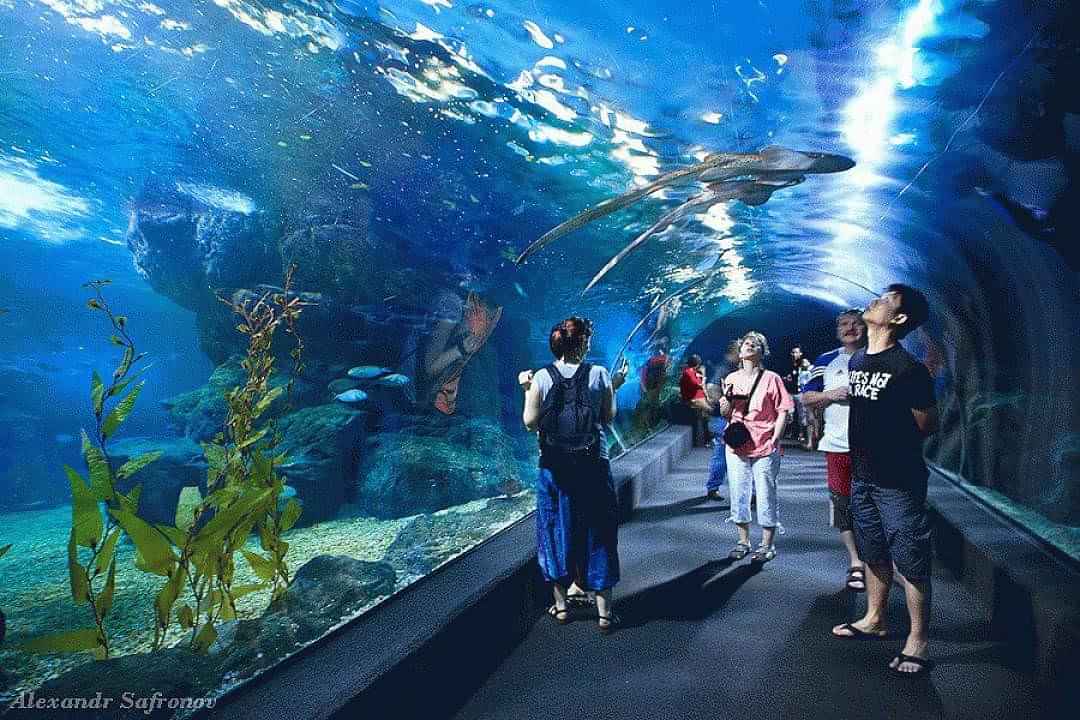 Visit to Siam ocean world and aquarium with ticket & transfer