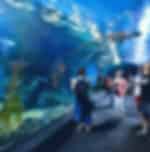 Visit to Siam ocean world and aquarium with ticket & transfer