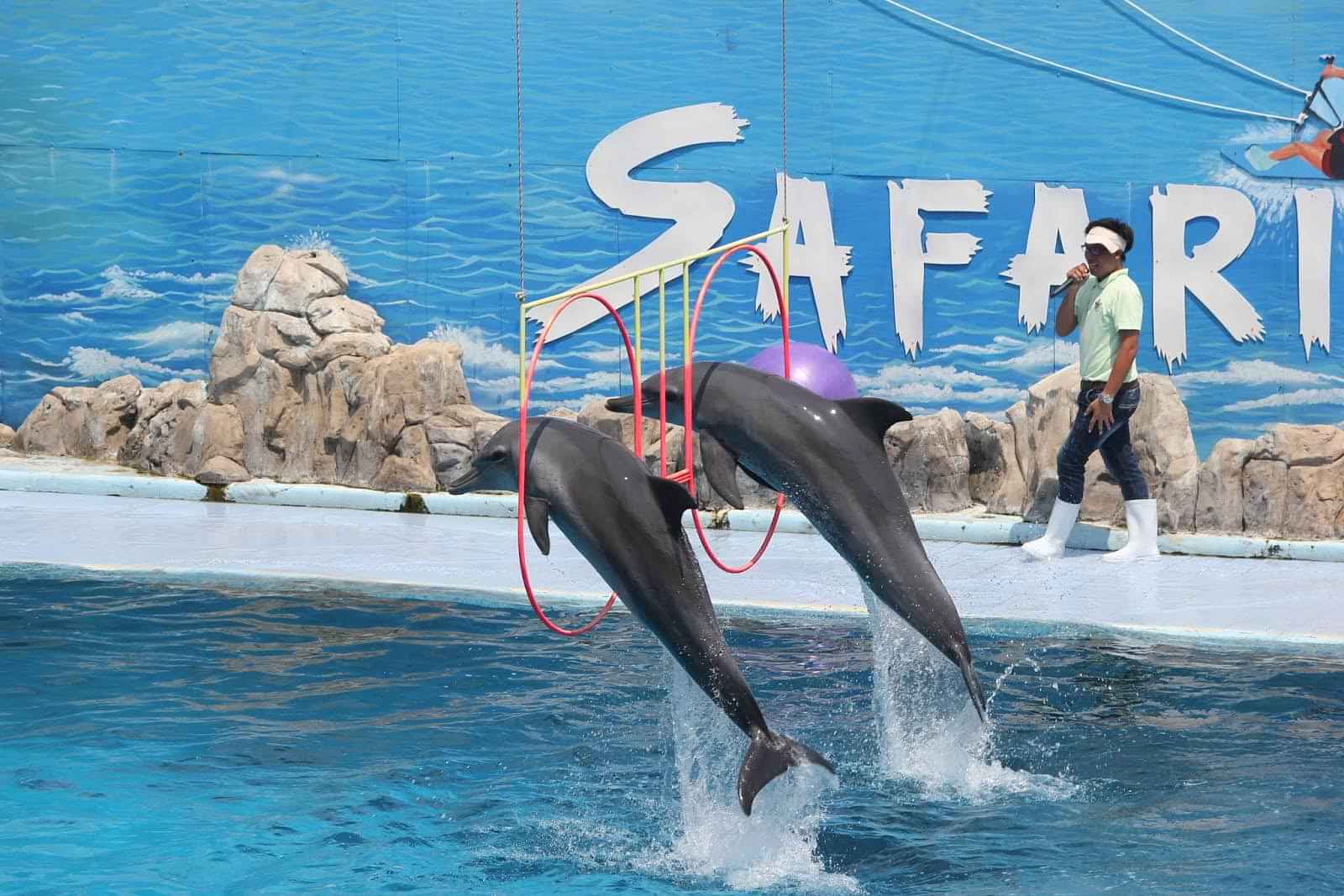 Enjoyable dolphin show with ticket & transfer