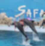 Enjoyable dolphin show with ticket & transfer