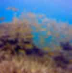 Koh Samui Island Cruise and Snorkel Full-Day Tour