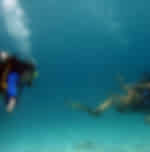 Gold Coast Introductory Scuba Dive Tour