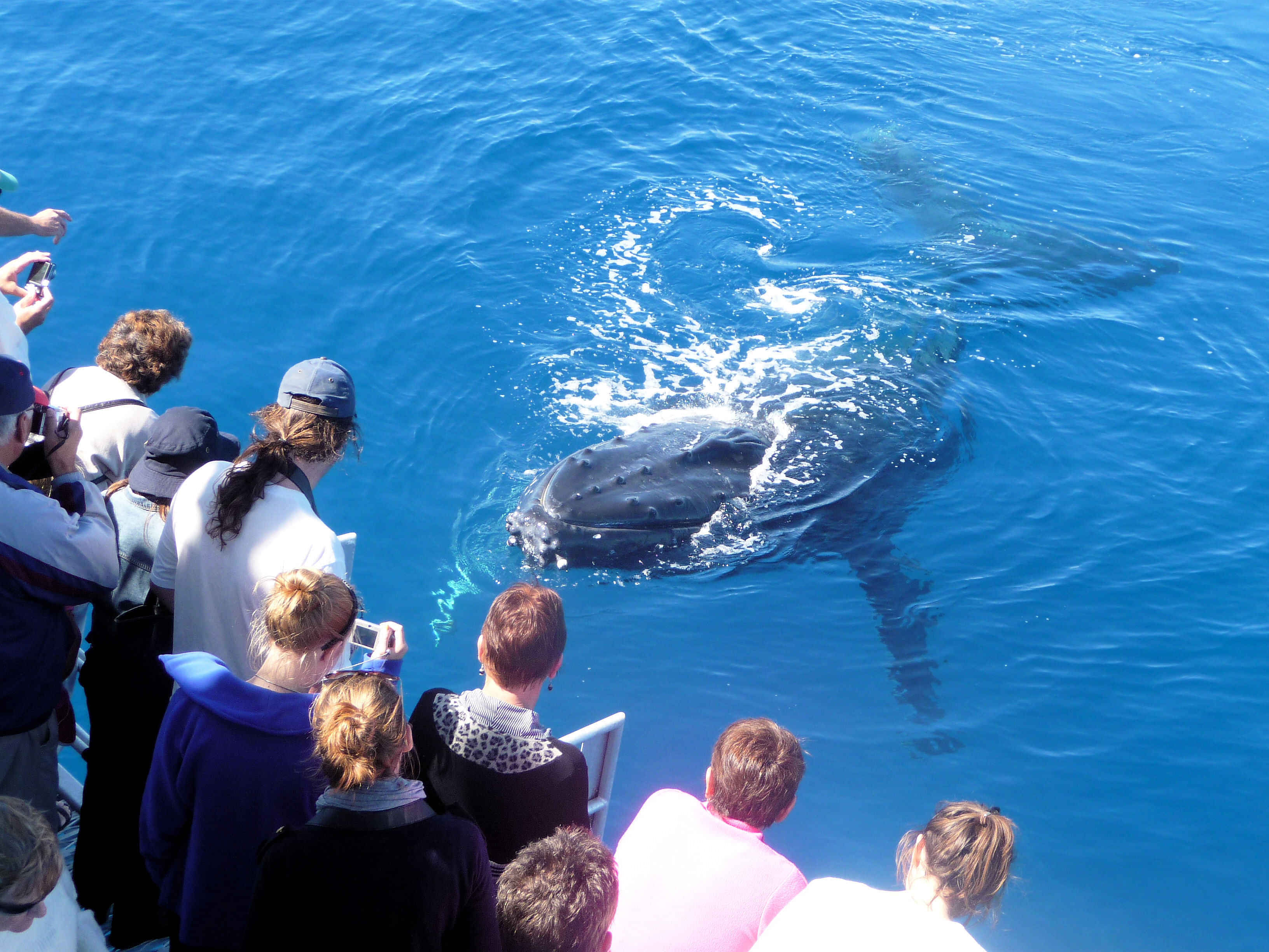 Morning Whale Watching Cruise