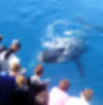 Morning Whale Watching Cruise