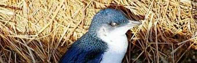 Fascinating time-out with penguins at Phillip Island Visitor Information Centre